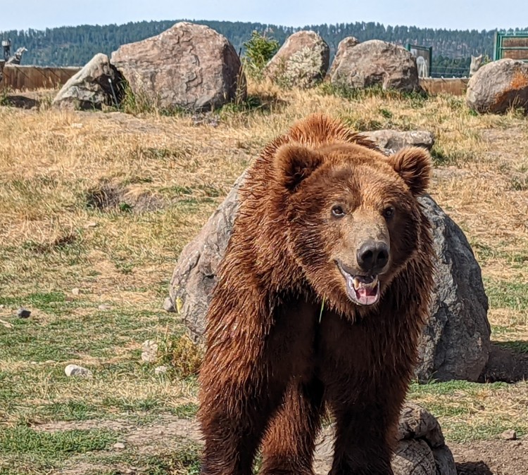 Grizzly Bear Discovery Center (Bozeman,&nbspMT)